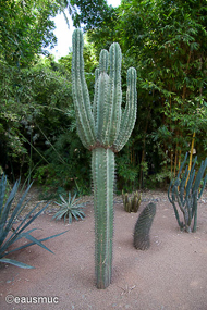 Jardin Majorelle